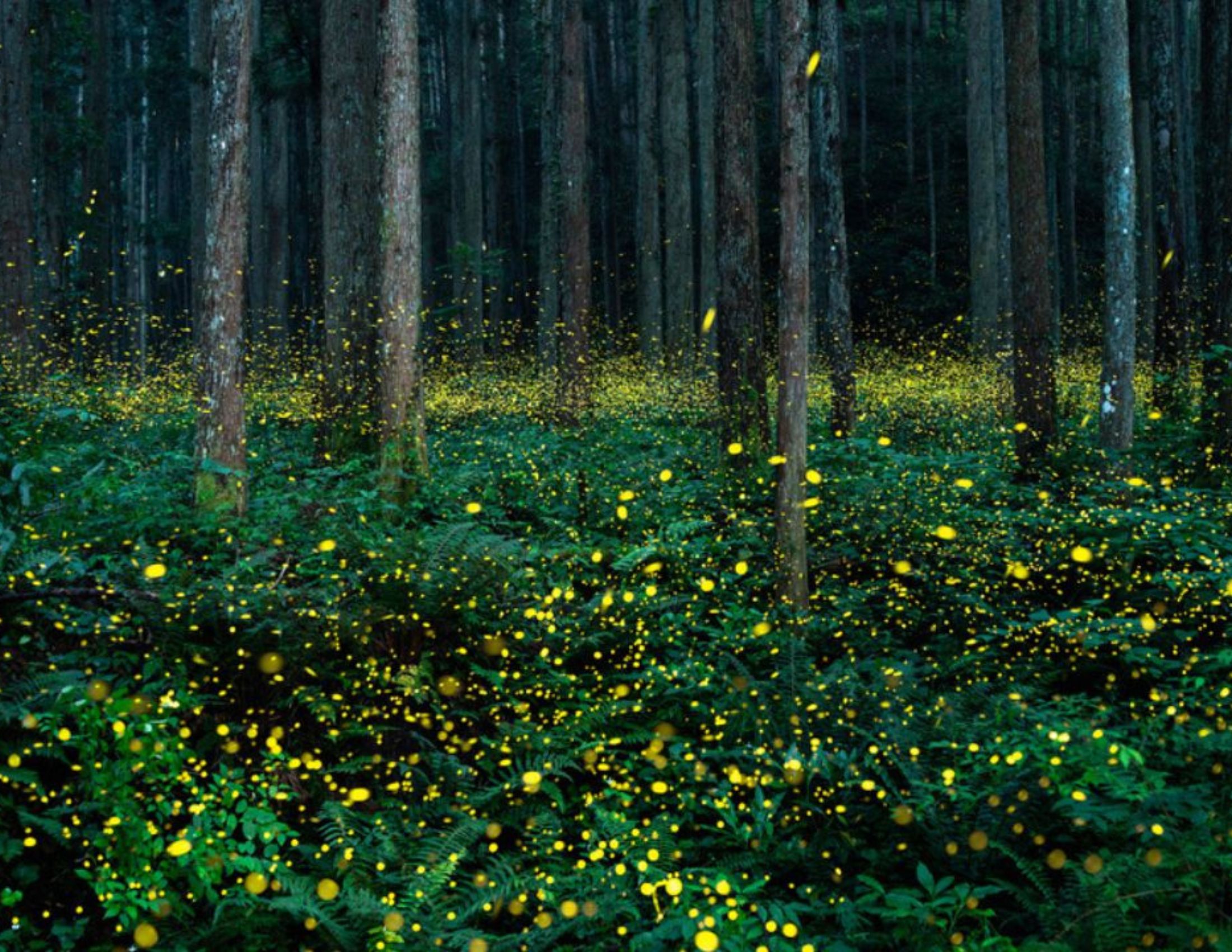 Synchronous_Fireflies_in_the_Smoky_Mountains