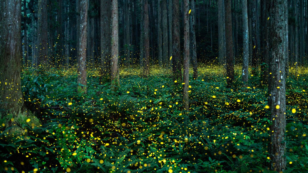 Synchronous Fireflies in the Great Smoky Mountains
