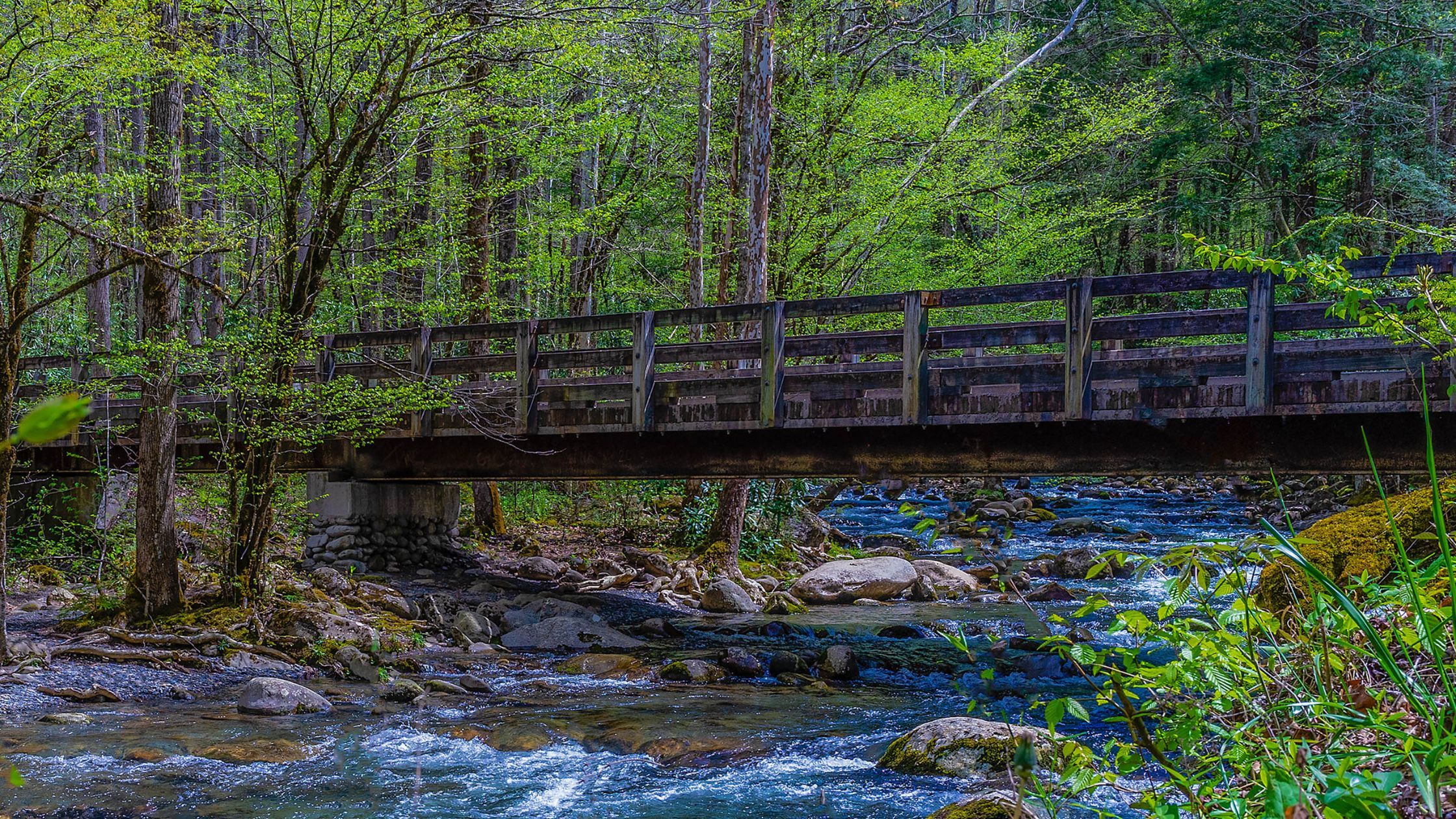 Porters Creek Trail