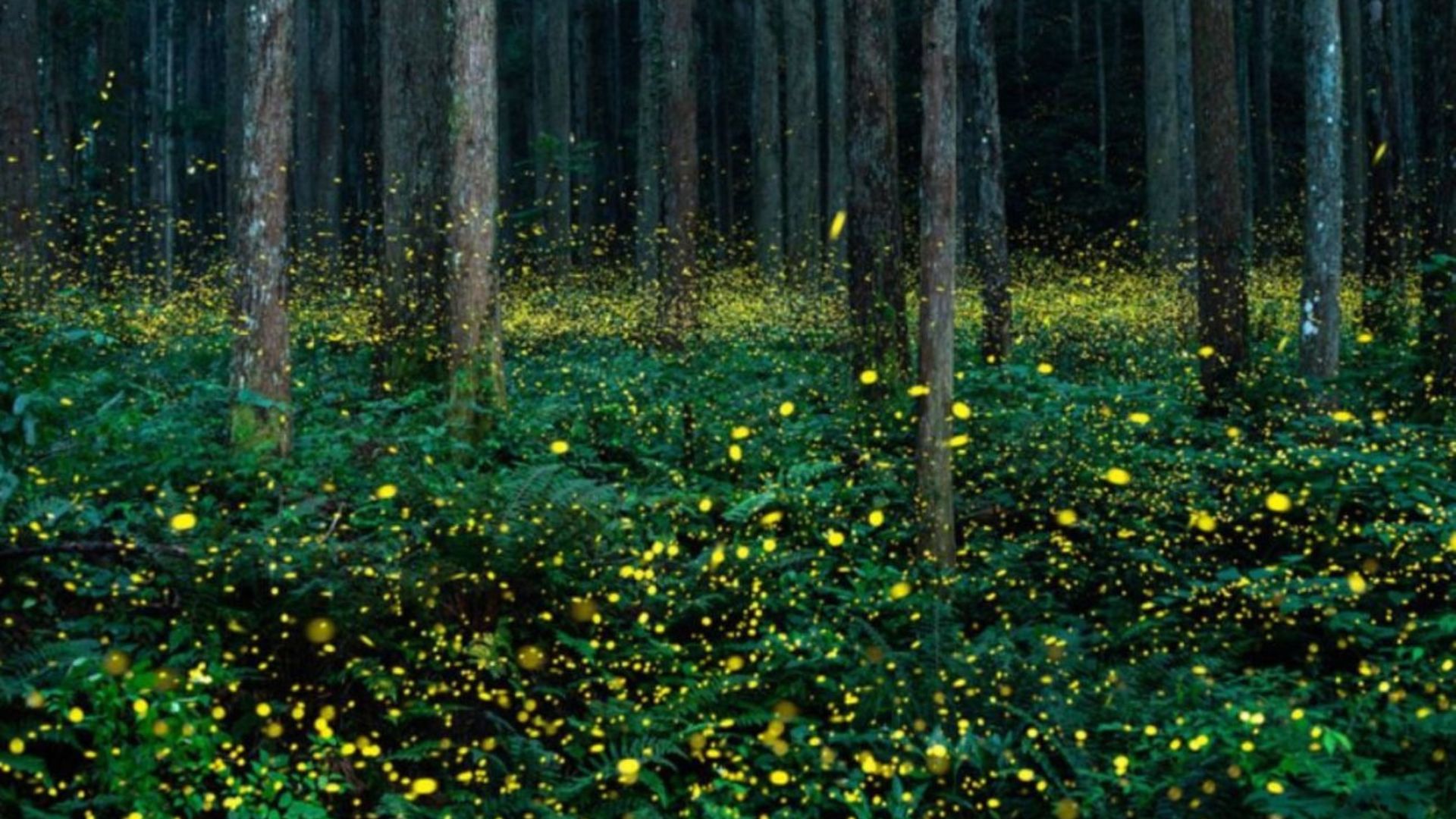 Synchronous_Fireflies_in_the_Smoky_Mountains Synchronous_Fireflies_in_the_Smoky_Mountains
