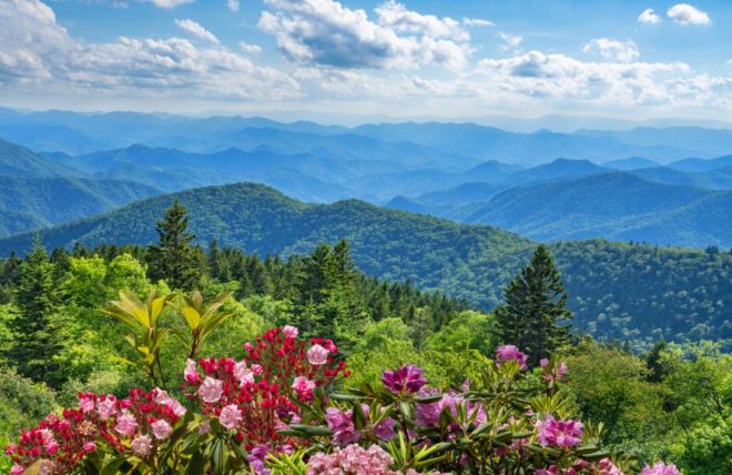 Image for Thing To Do A Guide to the Wildflowers of the Smoky Mountains