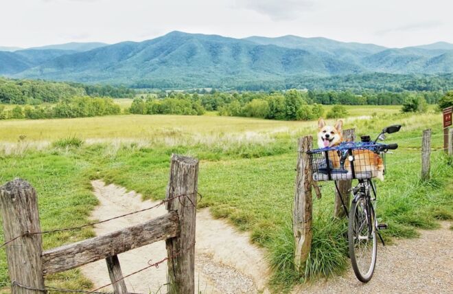 Image for Thing To Do What to Pack for Your Pup: A Guide for Staying in Our Pet-Friendly Cabins