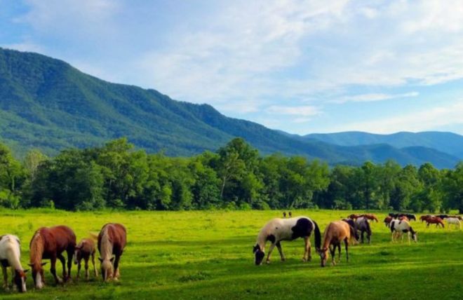 Image for Thing To Do Top 4 Places to Go Horseback Riding in Gatlinburg