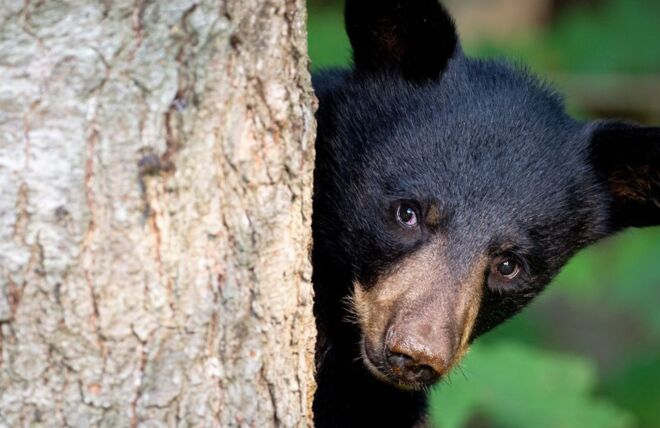 Image for Thing To Do Tips for Seeing Black Bears in the Smoky Mountains