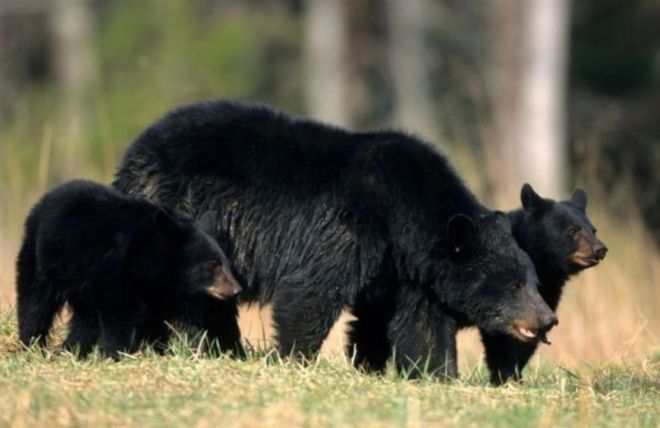 Image for Thing To Do Bears in Tennessee – Do They Hibernate?