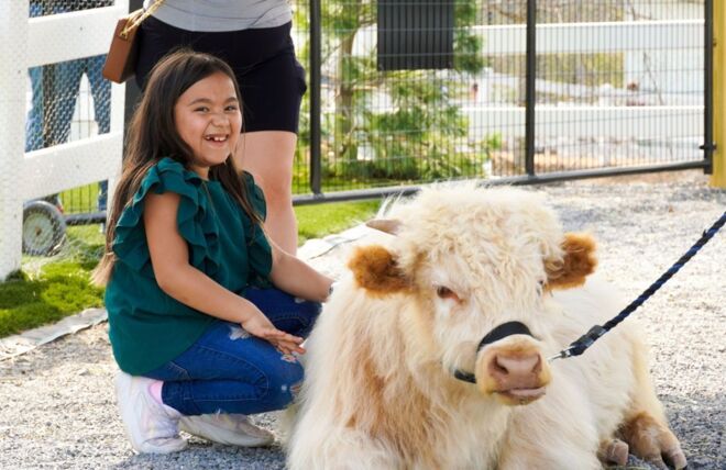 Image for Thing To Do Wild Adventures: Top Animal Attractions in Pigeon Forge for Families