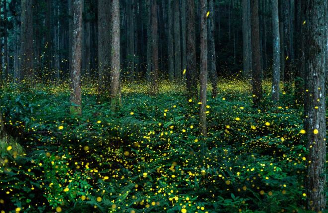 Image for Thing To Do Synchronous Fireflies in the Smoky Mountains