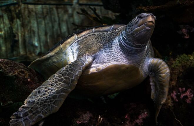 Image for Thing To Do 12 Things to Do at Ripley's Aquarium of the Smokies