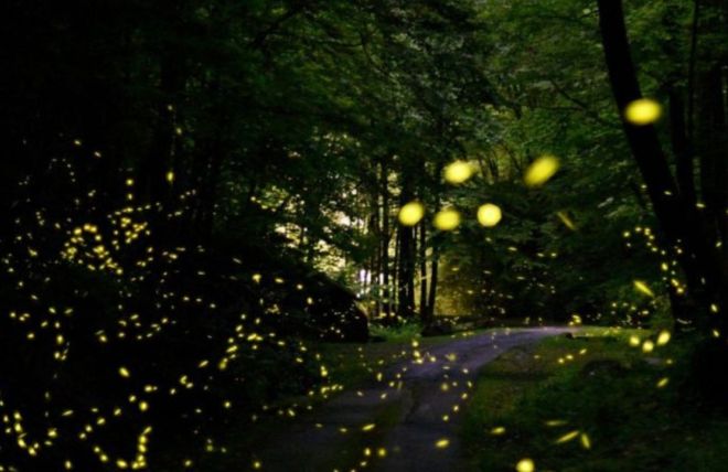 Image for Thing To Do See the Famous Fireflies in Tennessee