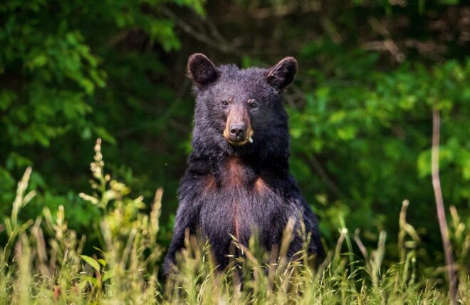 Image for Thing To Do Will I See a Bear at My Cabin in Gatlinburg?