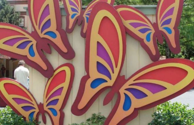 Image for Thing To Do The Real Reason There are Butterflies Everywhere at Dollywood