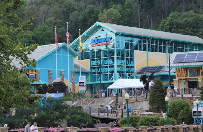 Image for Thing To Do Under the Sea: A Look at Ripley's Aquarium of the Smokies