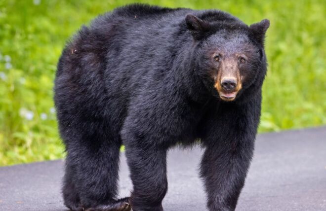 Image for Thing To Do The Best Time to Spot Bears in Gatlinburg: A Month-by-Month Guide