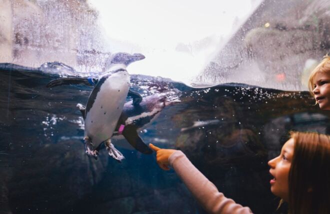 Image for Thing To Do Educational Adventures for Kids in Gatlinburg