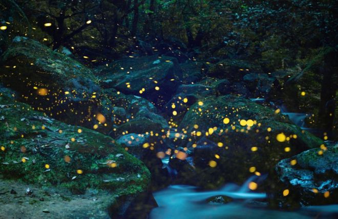 Image for Thing To Do Synchronized Splendor: Witnessing the Enchanting Elkmont Fireflies Event