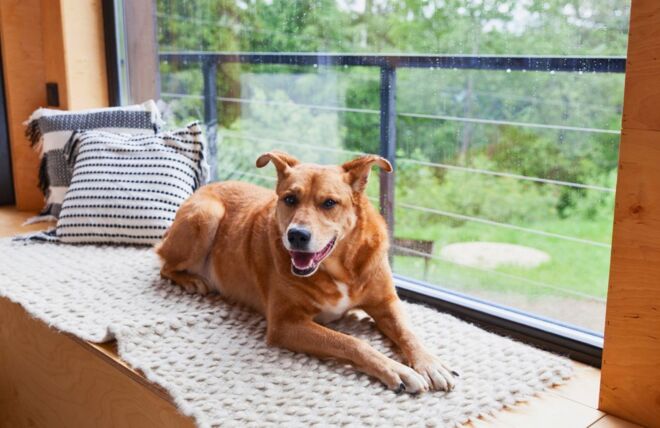 Image for Thing To Do Pet-Friendly Cabins in the Smokies for Holiday Vacations
