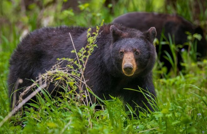 Image for Thing To Do November Wildlife Watching: Spotting Bears and More in Gatlinburg