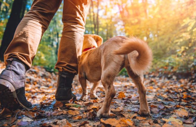 Image for Thing To Do Top 6 Dog Friendly Trails in Gatlinburg and Pigeon Forge