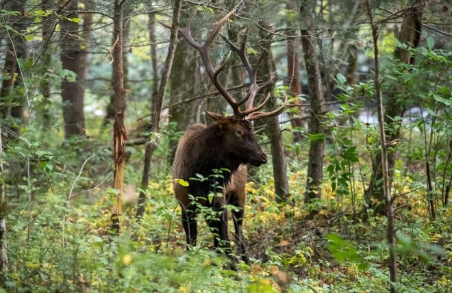 Image for Thing To Do 4 Tips for Seeing Elk in Cherokee, NC