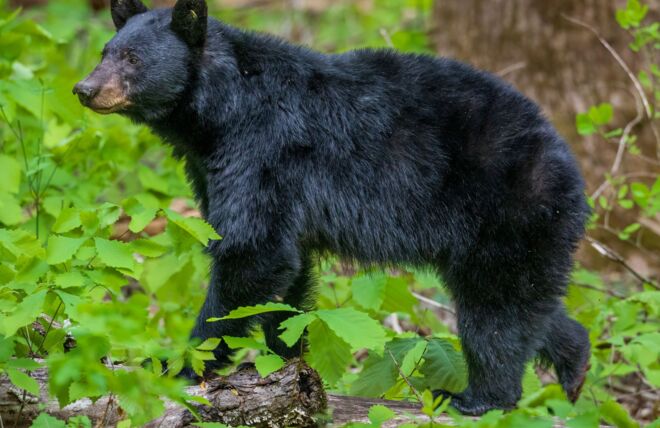 Image for Thing To Do Black Bears in the Smoky Mountains