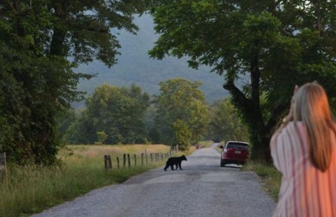 Image for Thing To Do 7 Fun Facts About Black Bears in the Smoky Mountains