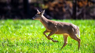 Exploring the Wildlife Around Your Gatlinburg Cabin